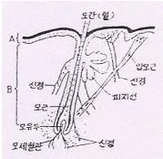 미용사(일반) 2009년 2회 44번 문제 그림