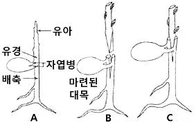 조경기능사 2015년 4회 44번 문제 그림