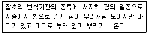 식물보호기사 2019년 3회 100번 문제 그림
