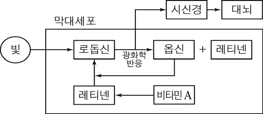국어영역 2015년 4회 21번 문제 그림