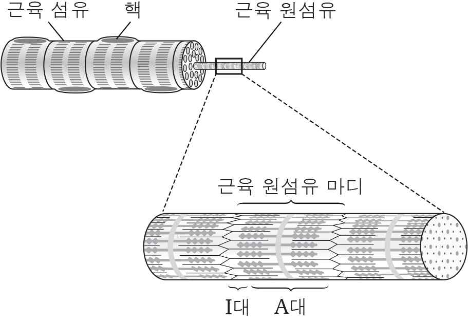 생명과학I 2014년 1회 11번 문제 그림
