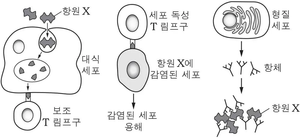 생명과학I 2014년 1회 14번 문제 그림