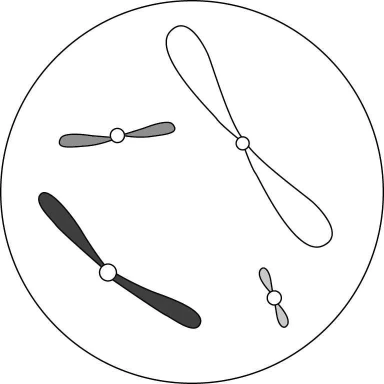 생명과학I 2014년 4회 17번 문제 그림