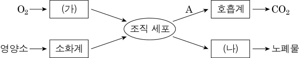 생명과학I 2014년 4회 6번 문제 그림