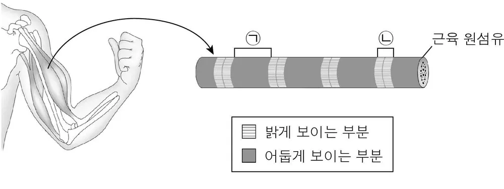 생명과학I 2014년 4회 8번 문제 그림