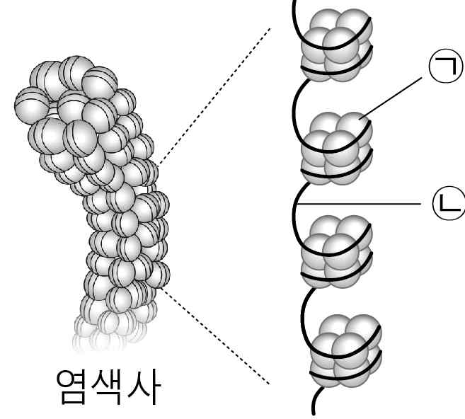 생명과학I 2015년 3회 11번 문제 그림