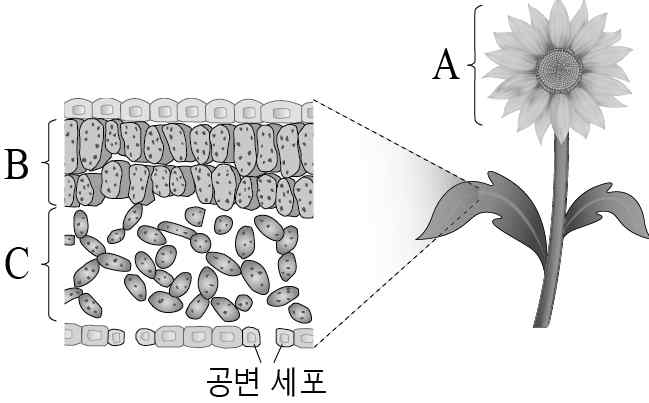 생명과학I 2015년 3회 2번 문제 그림