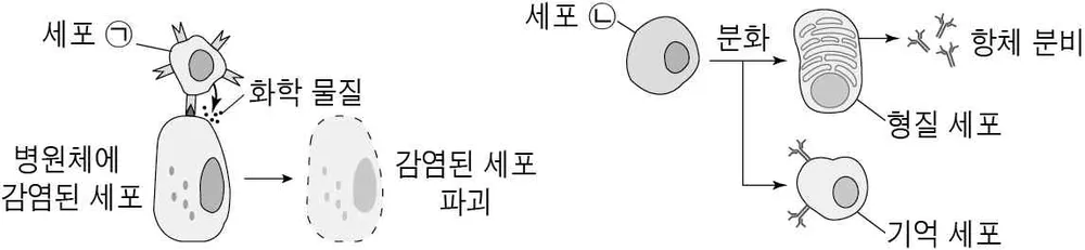 생명과학I 2015년 3회 6번 문제 그림