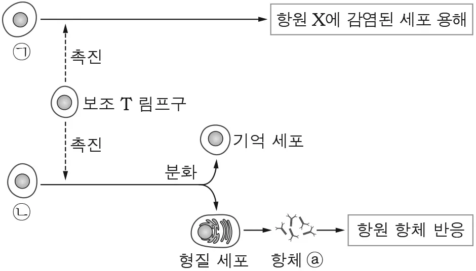 생명과학I 2016년 2회 18번 문제 그림