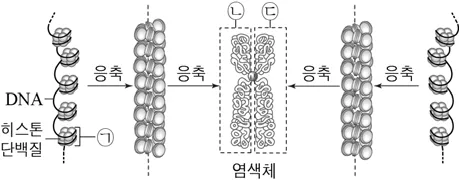 생명과학I 2016년 4회 4번 문제 그림