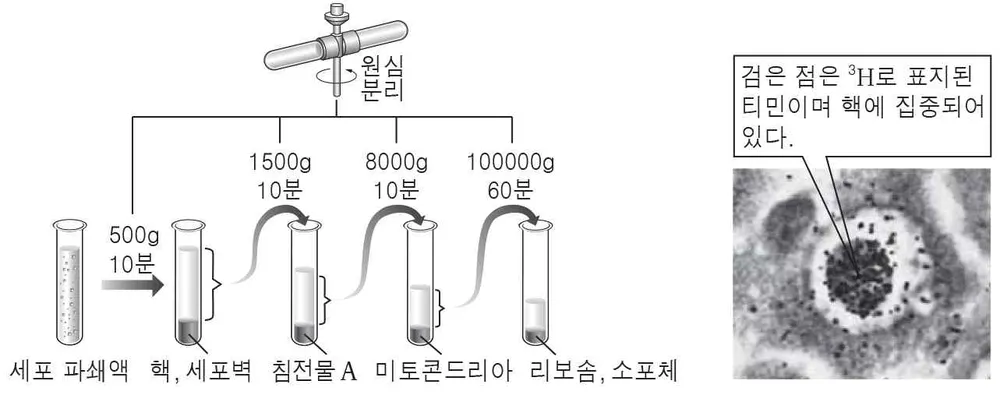 생명과학II 2014년 1회 1번 문제 그림