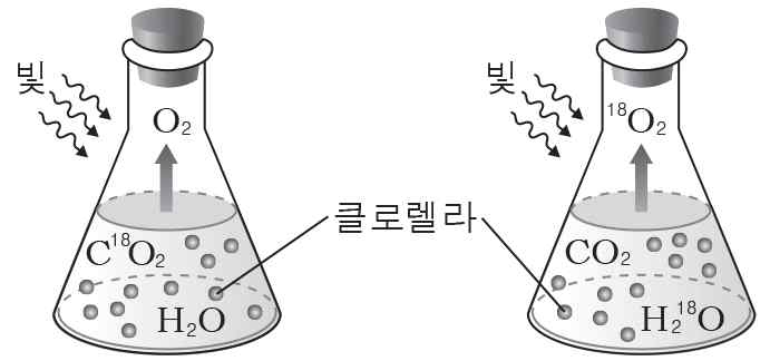 생명과학II 2014년 1회 12번 문제 그림