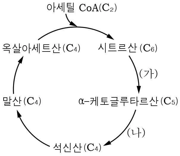 생명과학II 2014년 1회 13번 문제 그림