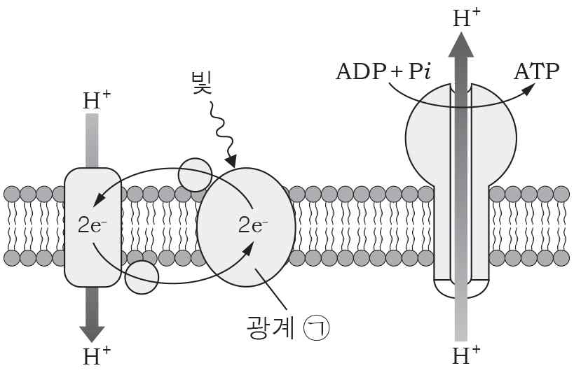 생명과학II 2014년 1회 14번 문제 그림