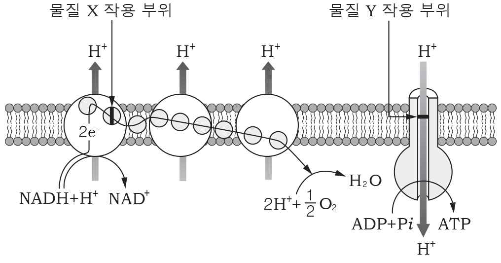 생명과학II 2014년 1회 19번 문제 그림