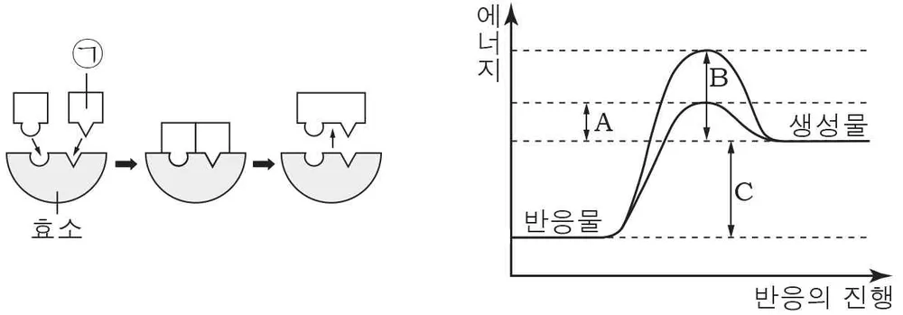 생명과학II 2014년 1회 6번 문제 그림
