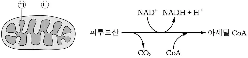생명과학II 2014년 1회 9번 문제 그림