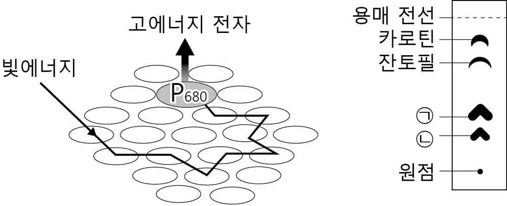 생명과학II 2014년 2회 17번 문제 그림