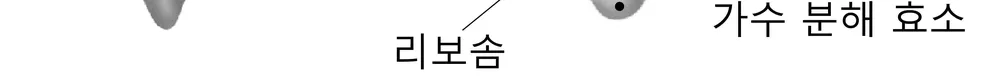 생명과학II 2014년 2회 6번 문제 그림