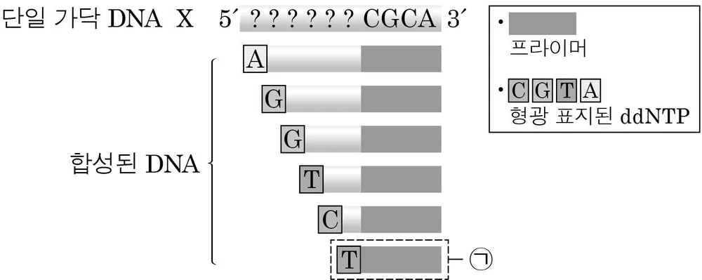 생명과학II 2014년 4회 14번 문제 그림