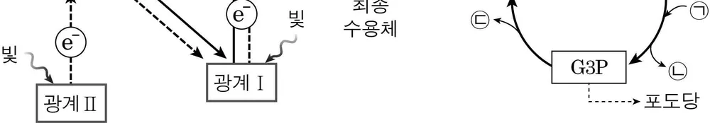 생명과학II 2014년 4회 3번 문제 그림
