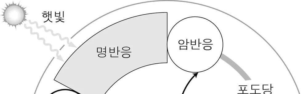생명과학II 2014년 4회 4번 문제 그림
