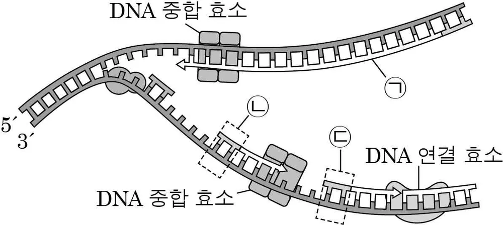 생명과학II 2014년 4회 9번 문제 그림
