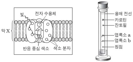 생명과학II 2015년 1회 18번 문제 그림