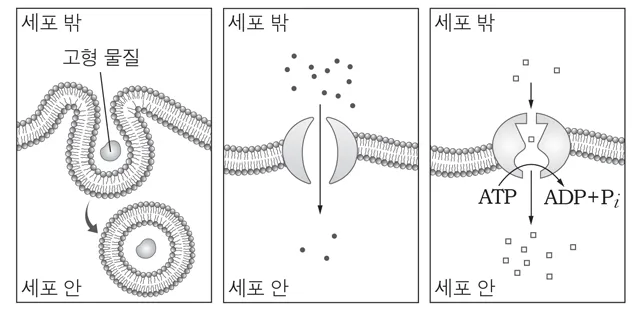 생명과학II 2015년 1회 2번 문제 그림