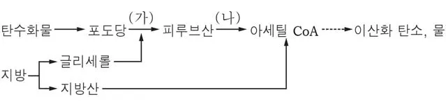 생명과학II 2015년 1회 3번 문제 그림