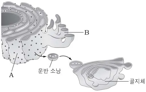 생명과학II 2015년 1회 6번 문제 그림
