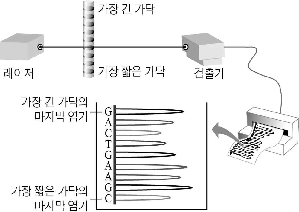 생명과학II 2015년 3회 12번 문제 그림