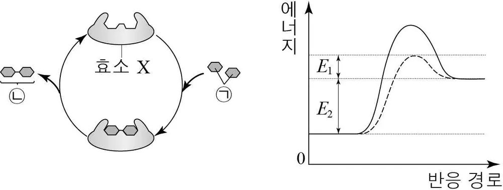 생명과학II 2015년 3회 6번 문제 그림