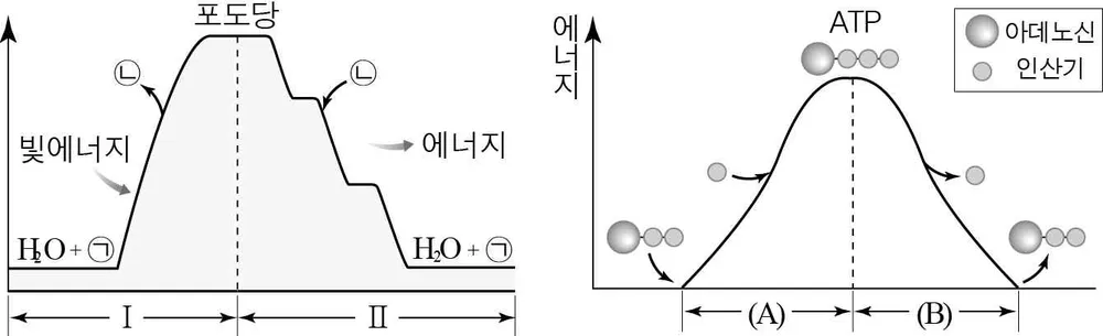 생명과학II 2015년 3회 8번 문제 그림