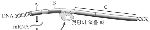 생명과학II 2015년 5회 13번 문제 그림