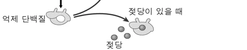 생명과학II 2015년 5회 13번 문제 그림