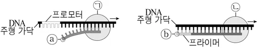 생명과학II 2016년 3회 3번 문제 그림