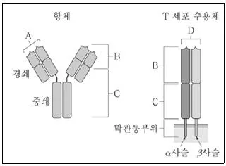 9급 지방직 공무원 서울시 생물 2022년 1회 17번 문제 그림